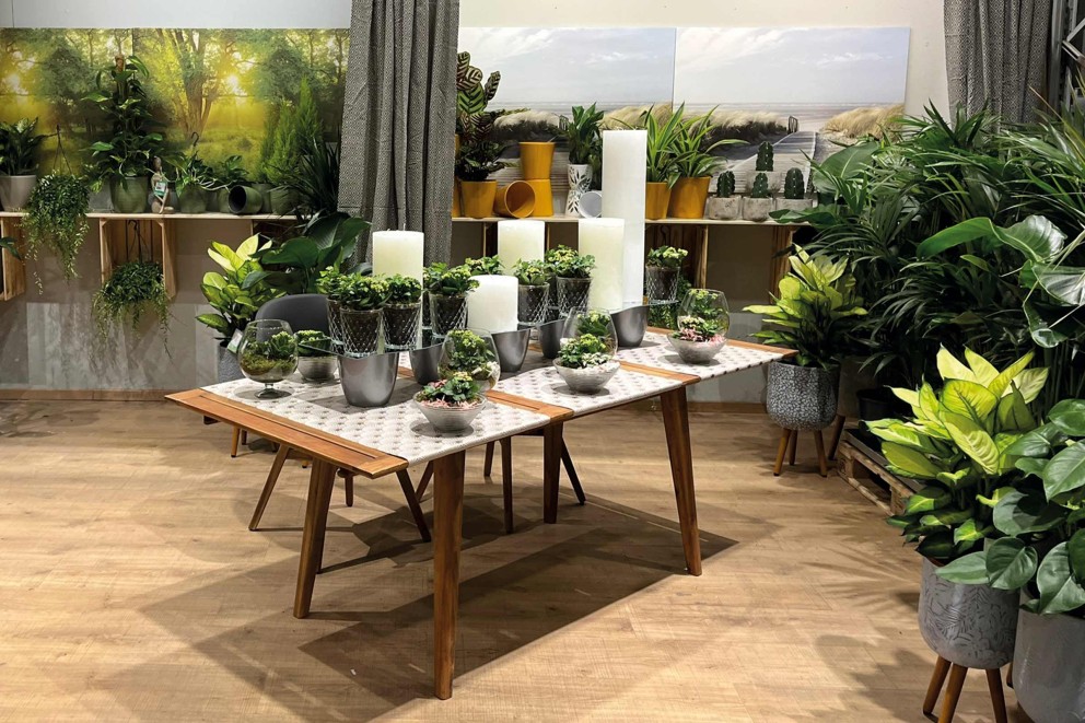 Amenajare birou cu plante Amenajare birou cu plante
