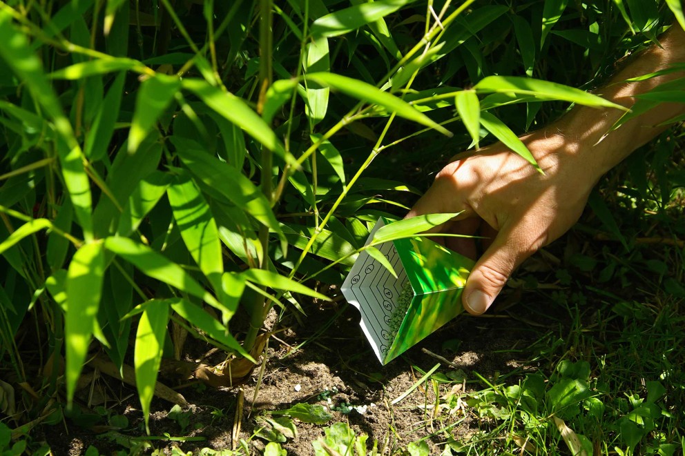 fertilizarea bambusului fertilizarea bambusului
