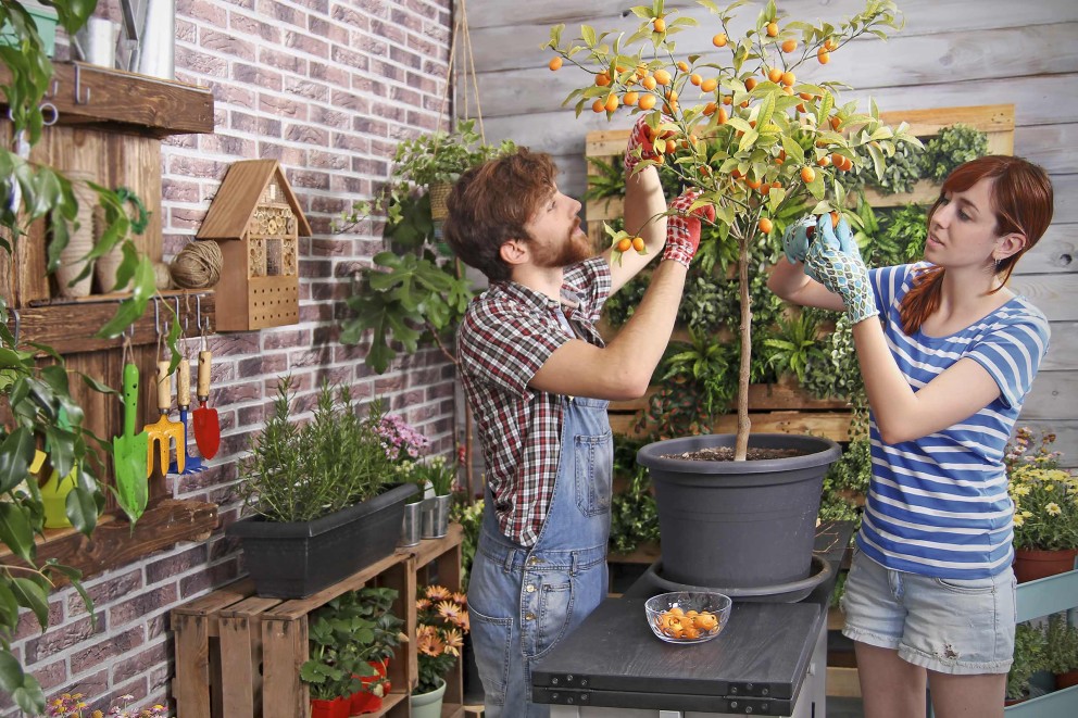 plante fructifere pe balcon plante fructifere pe balcon