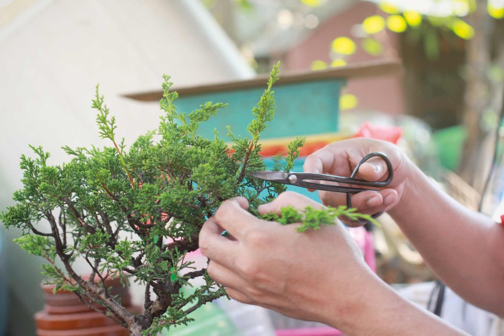 modelare taiere bonsai modelare taiere bonsai