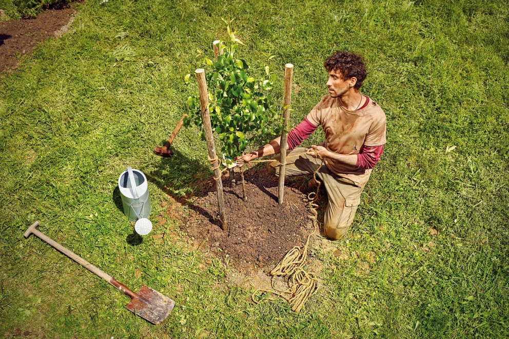 Plantarea și legarea pomilor fructiferi