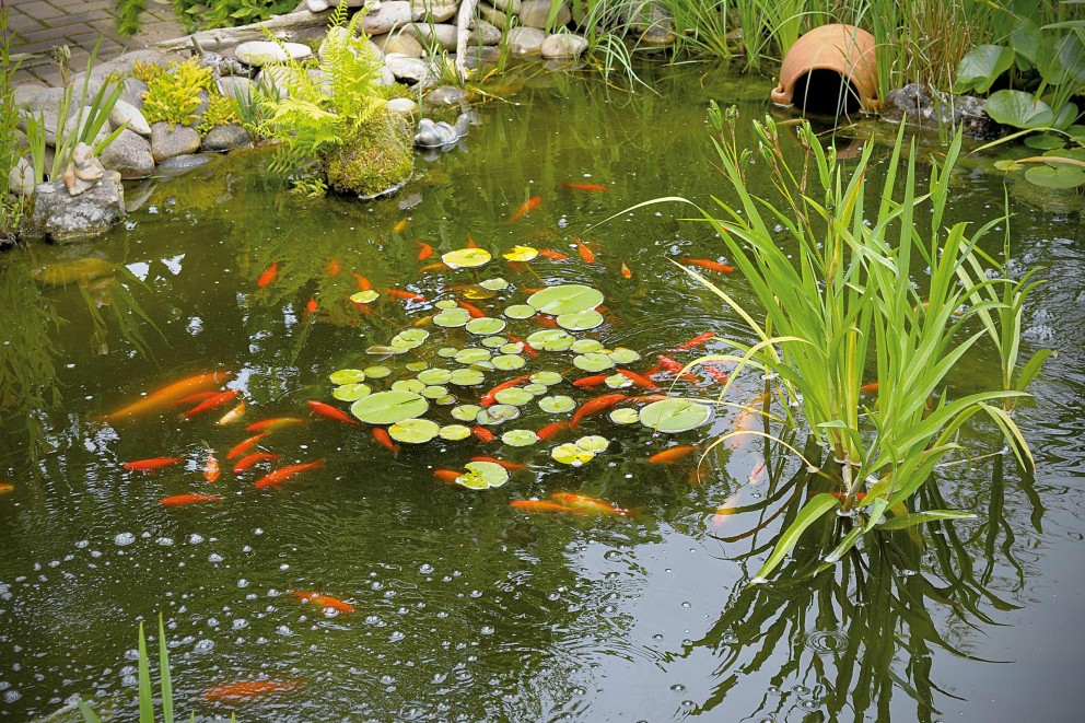 pesti iaz gradina pesti iaz gradina