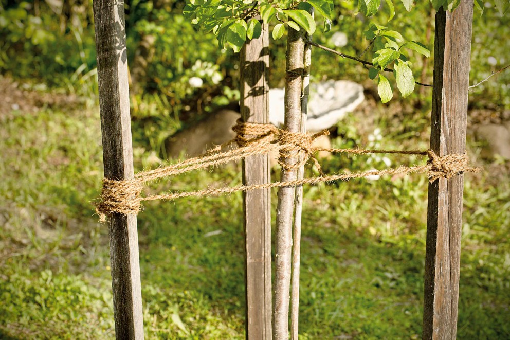 legarea pomilor fructiferi legarea pomilor fructiferi