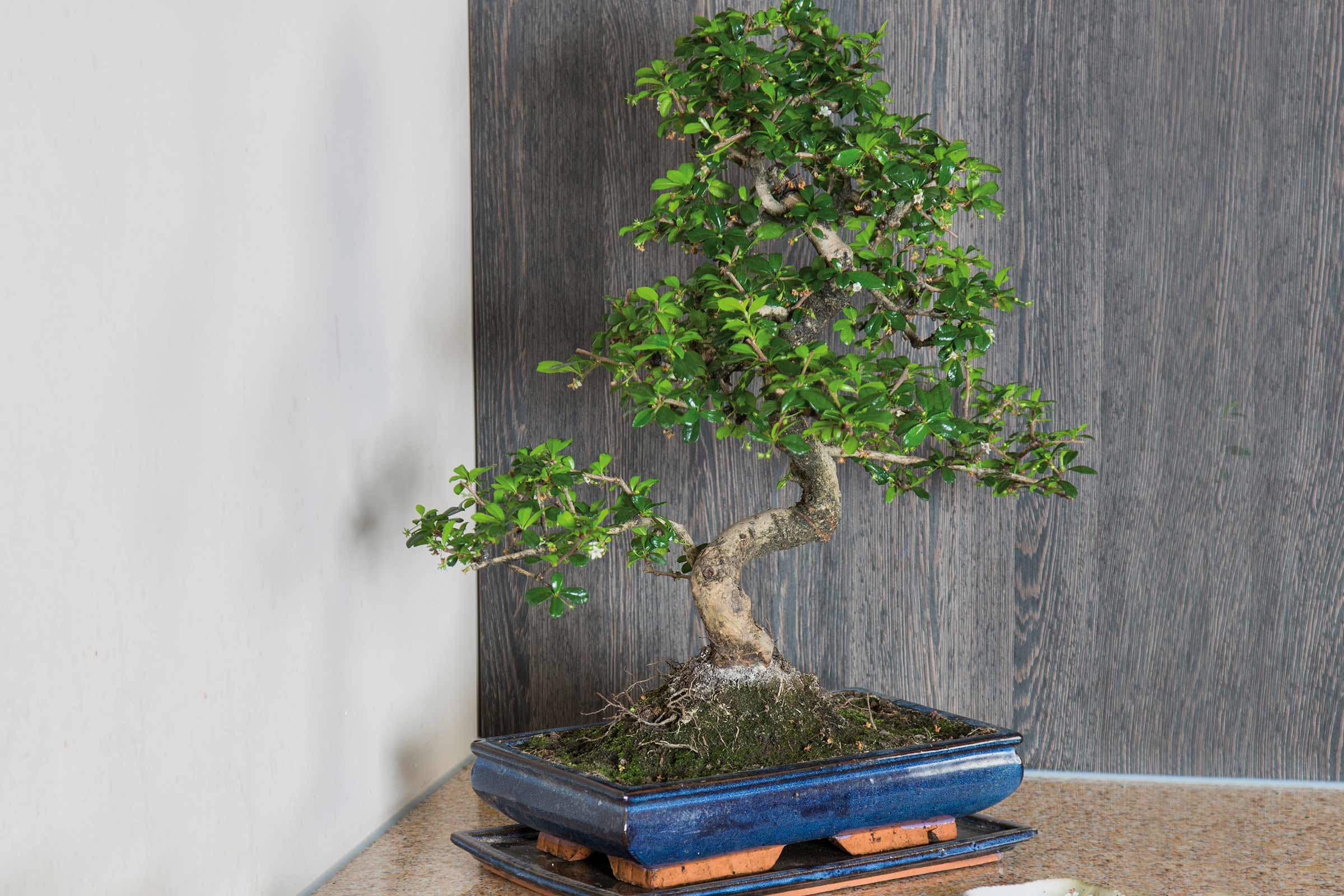 Bonsai într-un vas ceramic pe o masă