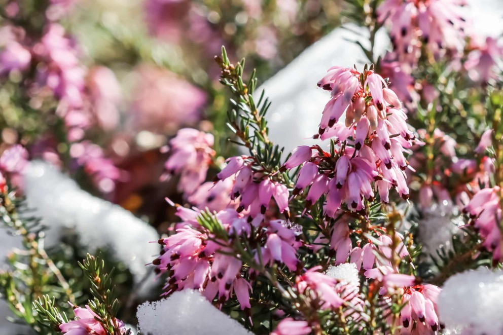 Ce infloreste iarna Erica carnea Ce infloreste iarna Erica carnea