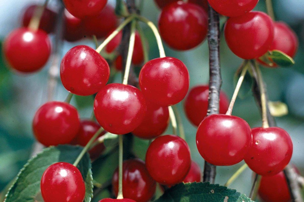 
				Vișinul Prunus cerasus

			