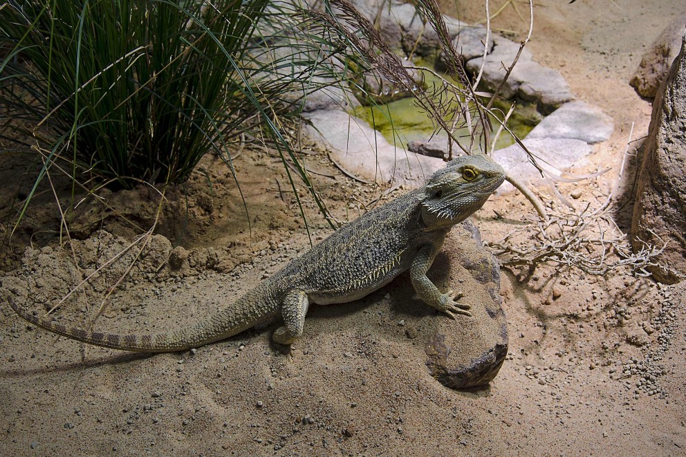 Dragon barbat pe piatră în peisaj deșertic