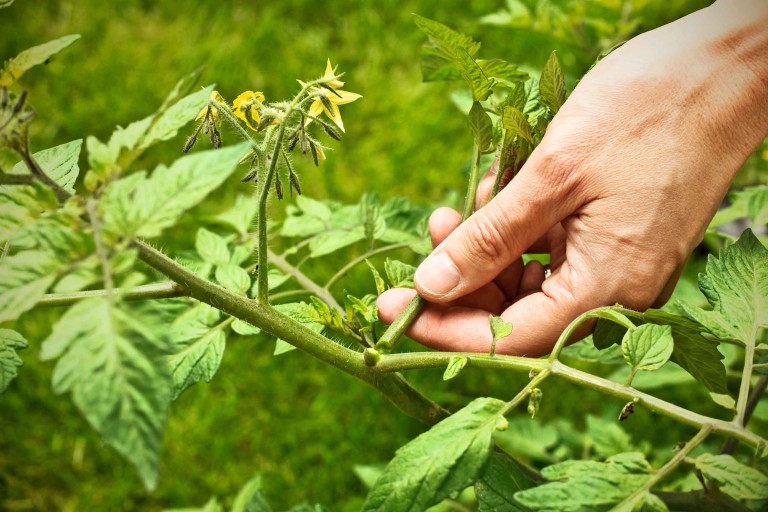 Copilirea roșiilor