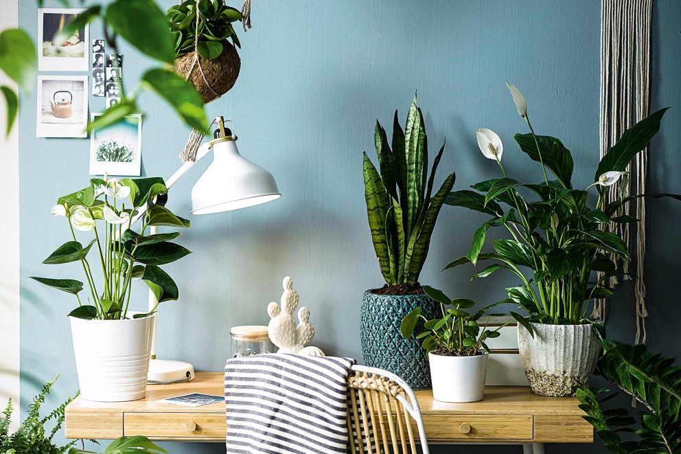 Plante interior birou Plante interior birou