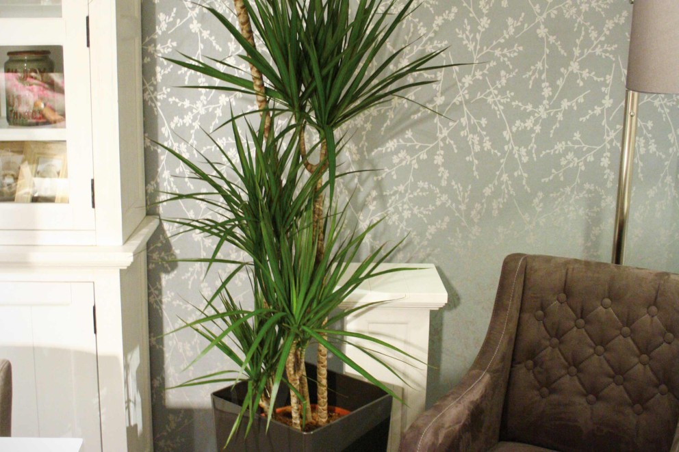 Plante care purifica aerul Dracena Plante care purifica aerul Dracena