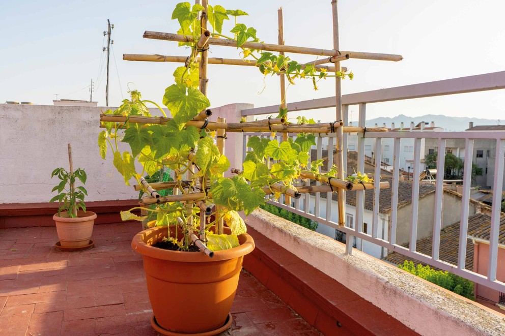 Plantarea castravetilor pe spalier Plantarea castravetilor pe spalier