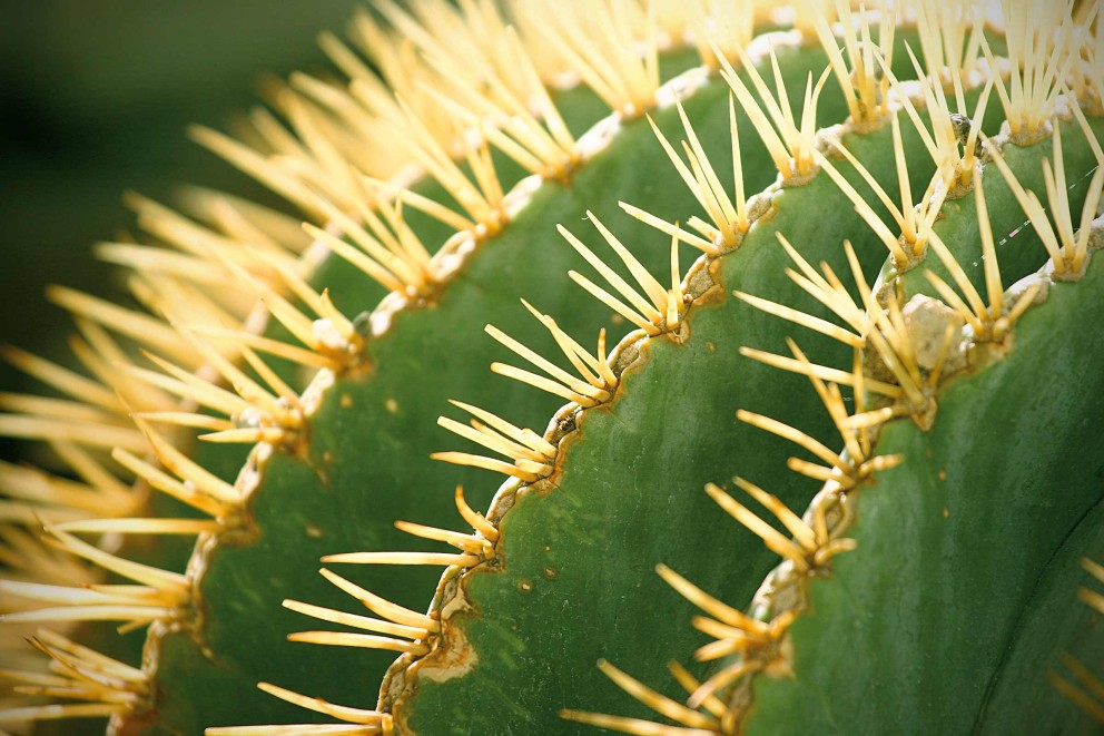 cactus cactus