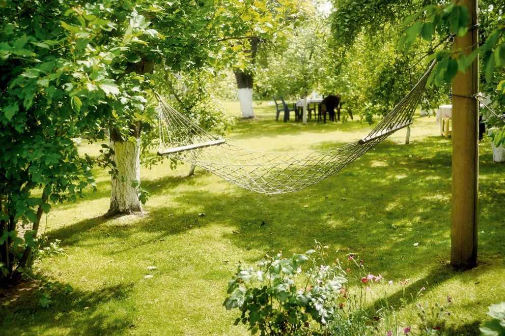 Copaci umbrosi in gradina Copaci umbrosi in gradina