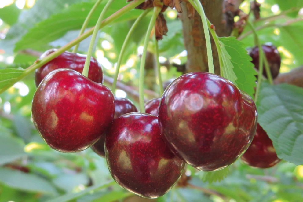 
				Cireșul Prunus avium „Sunburst”

			