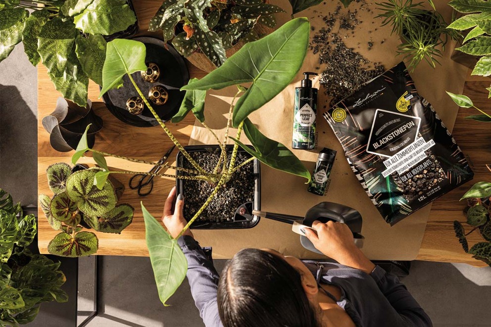 Vedere de sus a unei persoane care transplantează o plantă de apartament folosind Lechuza Pon, îngrășământ și o stropitoare