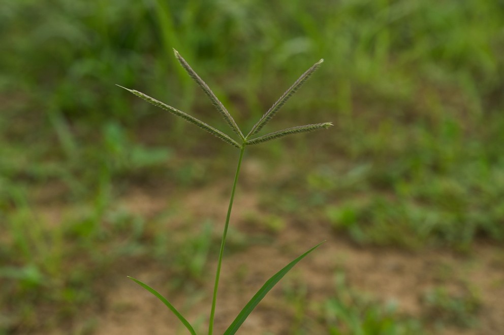 Prim-plan cu o singură plantă de iarba de gazon african.