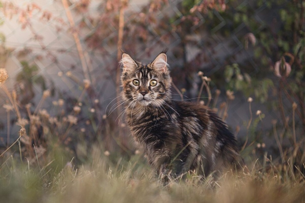 1 Maine Coon un pui de pisica din rasa Maine Coon pe o pajiste 1 Maine Coon un pui de pisica din rasa Maine Coon pe o pajiste