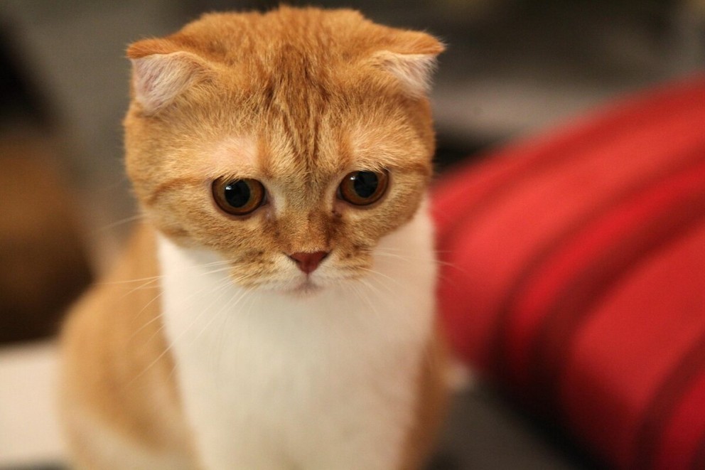 1 Scottish Fold o pisica din rasa Scottish Fold portocaliu cu alb 1 Scottish Fold o pisica din rasa Scottish Fold portocaliu cu alb