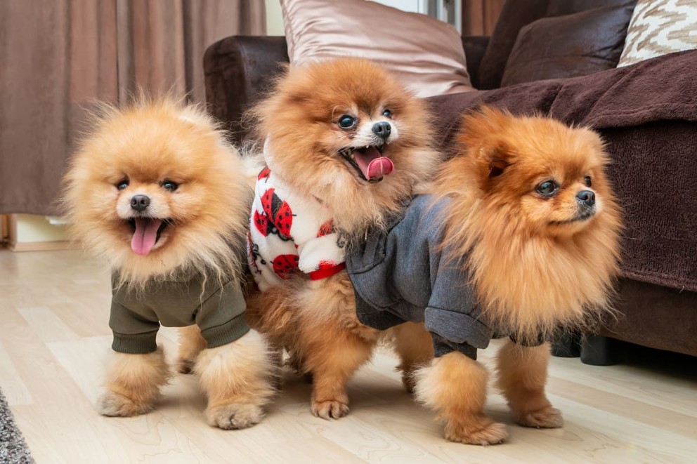 Pomeranian 3 catei Pomeranian de culoare maro cu veste diferite intr un living Pomeranian 3 catei Pomeranian de culoare maro cu veste diferite intr un living