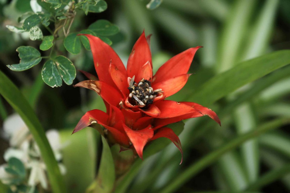 Ingrijire Bromelia 3 Ingrijire Bromelia 3