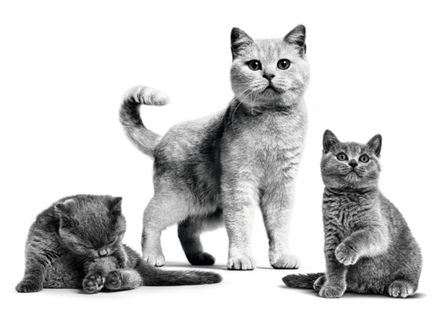 3 cats Royal Canin 3 cats Royal Canin