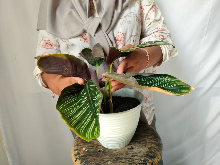 Probleme comune și soluții pentru îngrijirea Calatheei Probleme comune și soluții pentru îngrijirea Calatheei