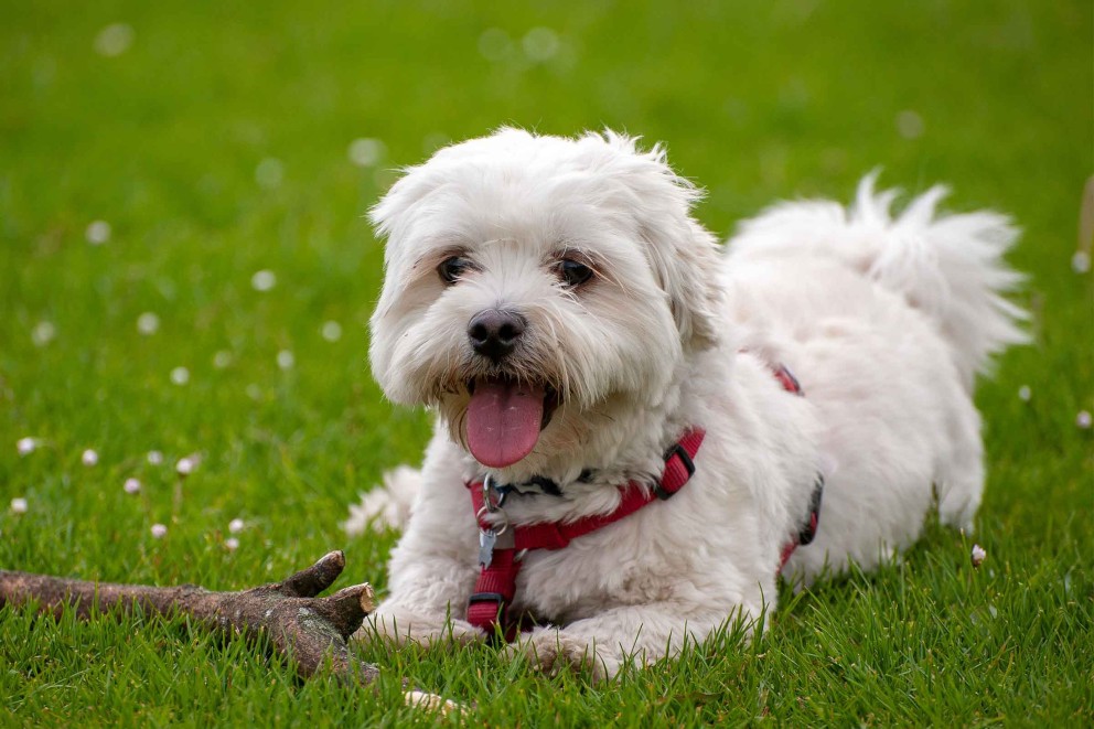 Bichon maltez 3 Bichon maltez 3