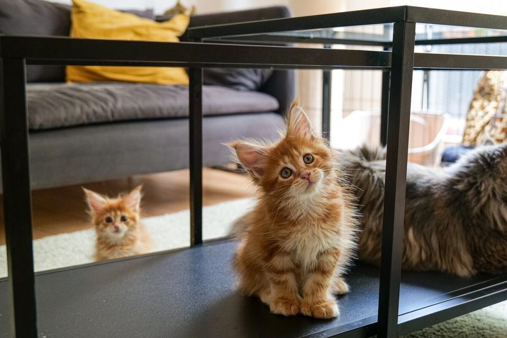 3 Maine Coon doi pui de pisica Maine Coon privind curiosi catre fotograf 3 Maine Coon doi pui de pisica Maine Coon privind curiosi catre fotograf
