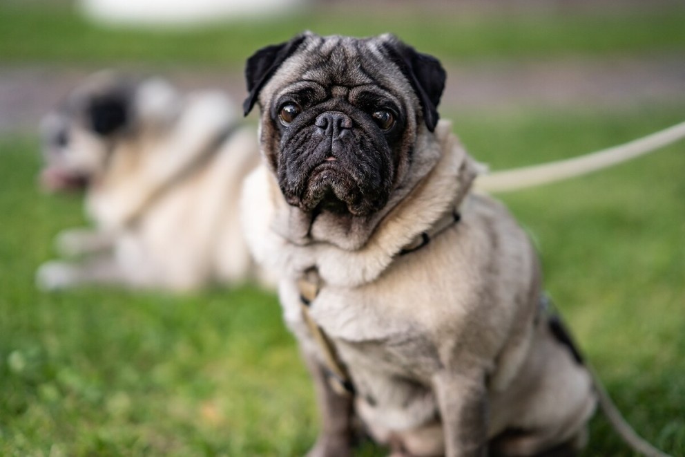 Câinii Mops sau Pug - tot ce trebuie să știți despre această rasă canină