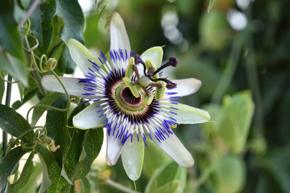 Floarea pasiunii (Passiflora): cum să o cultivați și îngrijiți
