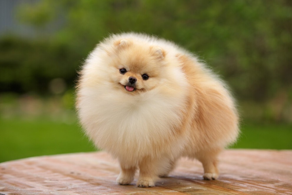Pomeranian un catel Pomeranian maroniu in prim plan Pomeranian un catel Pomeranian maroniu in prim plan