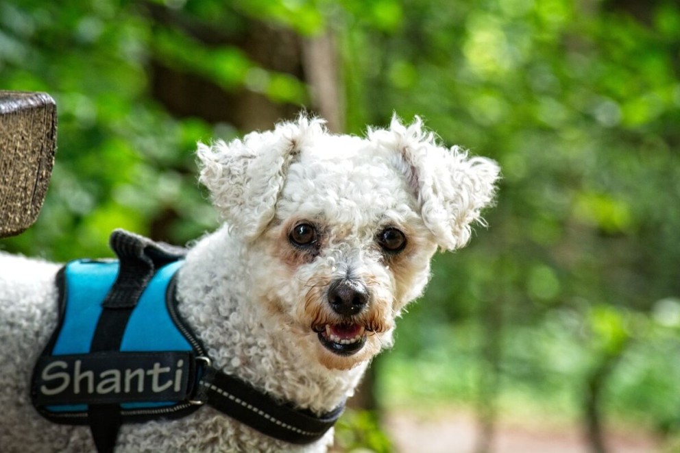 2 Bichon Frise un catel din rasa Bichon Frise cu ham intr o padure 2 Bichon Frise un catel din rasa Bichon Frise cu ham intr o padure