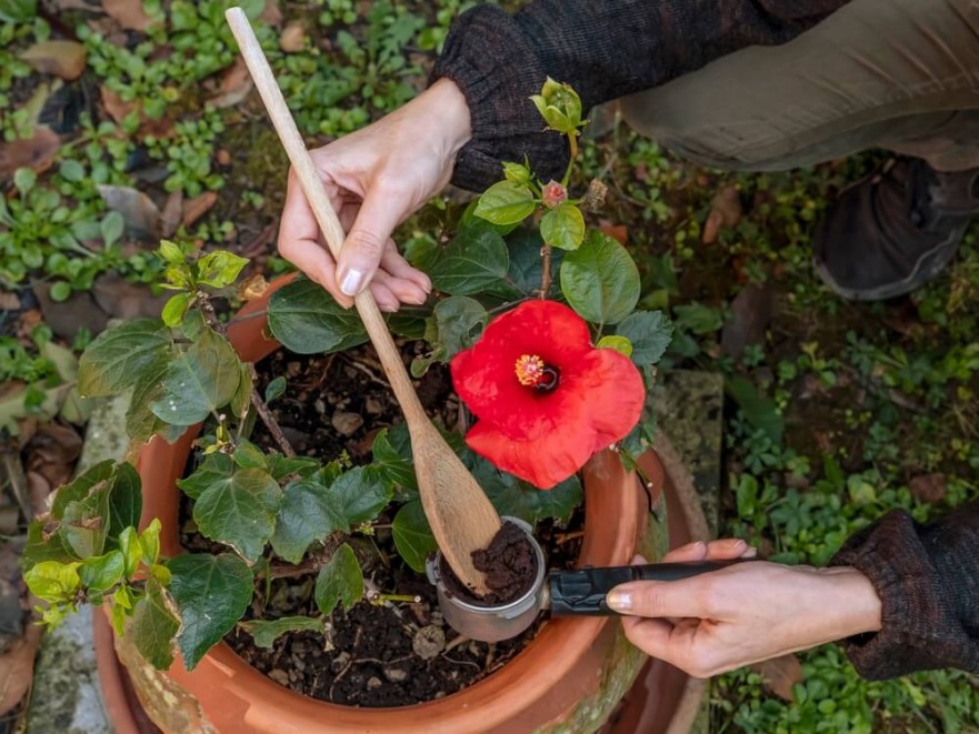 Îngrijirea, cultivarea și înmulțirea hibiscusului în grădină Îngrijirea, cultivarea și înmulțirea hibiscusului în grădină
