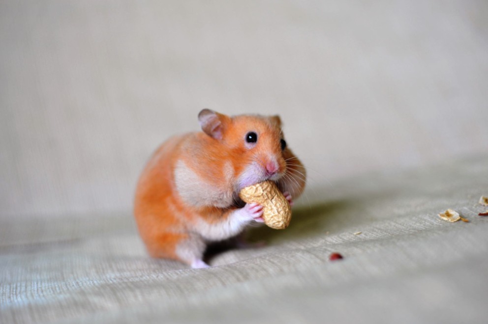 Hamster auriu mănâncă o alună
