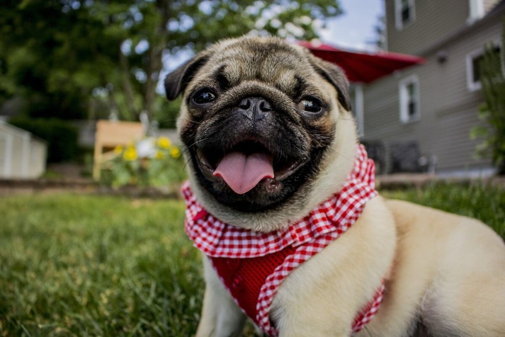 2 mops pug un caine mops imbracat cu o vesta rosu cu alb pe o pajiste verde 2 mops pug un caine mops imbracat cu o vesta rosu cu alb pe o pajiste verde