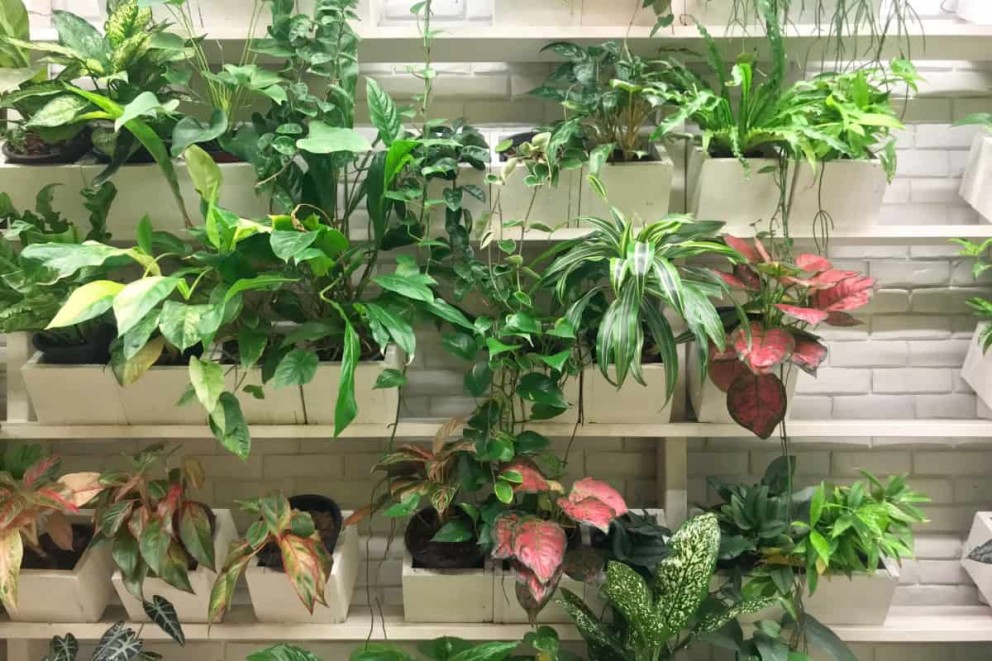 Îngrijirea și întreținerea grădinii verticale de pe balcon (1) Îngrijirea și întreținerea grădinii verticale de pe balcon (1)
