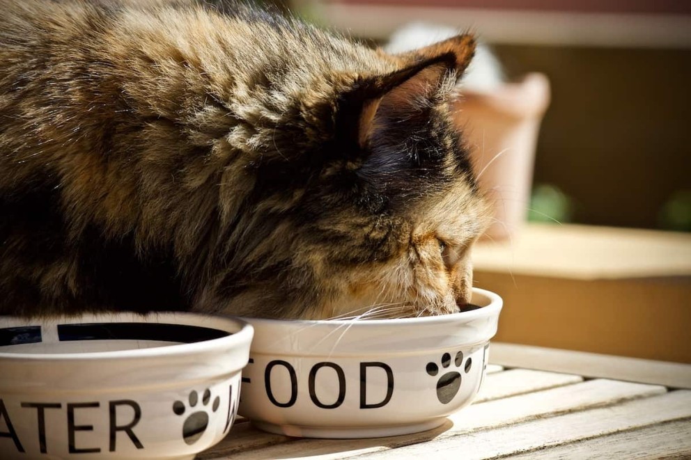 Cea mai recomandată hrană umedă pentru pisici