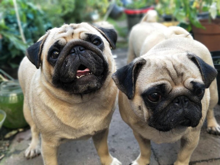 3 mops pug doi catei mops sau pug 3 mops pug doi catei mops sau pug
