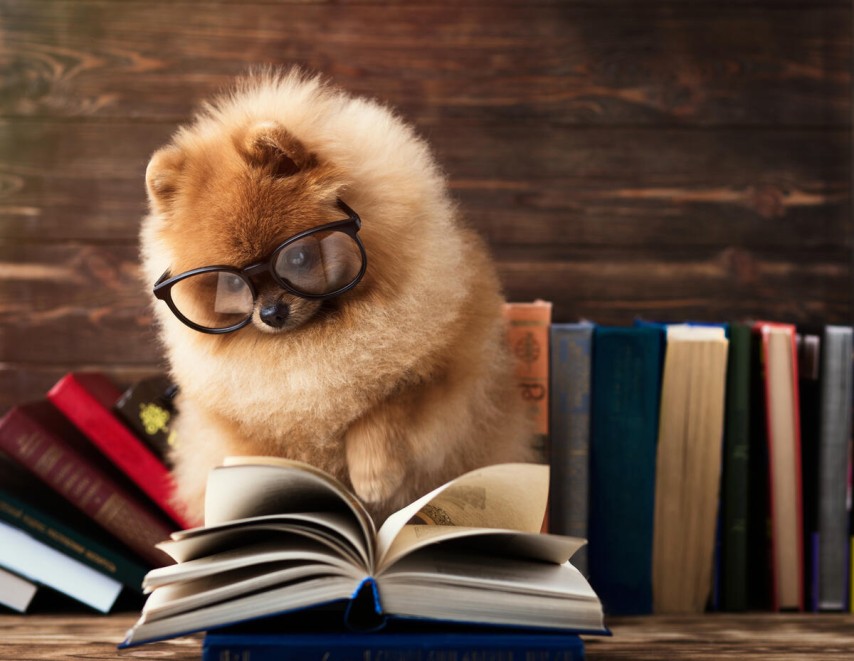 Pomeranian un catel Pomeranian cu ochelari parand ca citeste dintr o carte Pomeranian un catel Pomeranian cu ochelari parand ca citeste dintr o carte