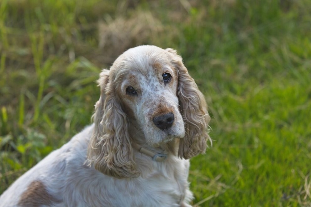 4 Cocker Spaniel un cățel Spaniel pe un câmp verde privind la fotograf 4 Cocker Spaniel un cățel Spaniel pe un câmp verde privind la fotograf