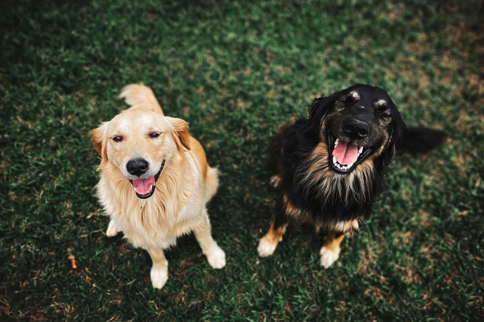Golden Retriever Cum să îngrijești un câine Golden Retriever 6 Golden Retriever Cum să îngrijești un câine Golden Retriever 6
