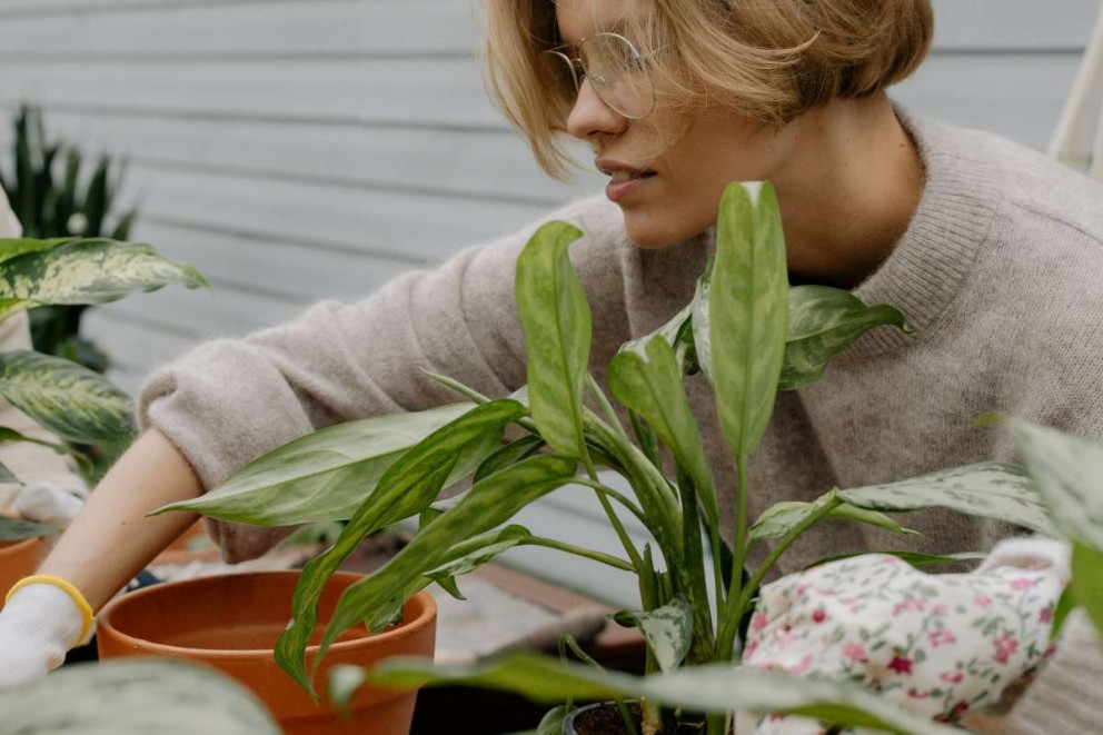 Femeie care transplantează o plantă de apartament într-un ghiveci de teracotă