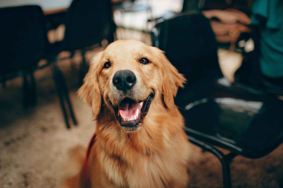 Golden Retriever Cum să îngrijești un câine Golden Retriever 5 Golden Retriever Cum să îngrijești un câine Golden Retriever 5