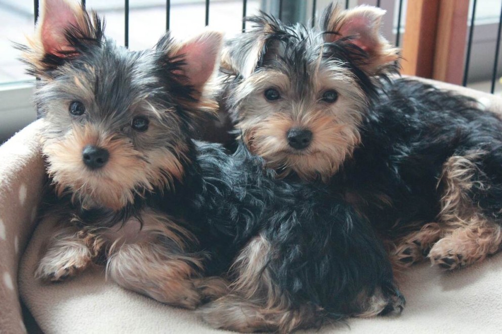 2 Yorkshire Terrier doi pui de Yorkshire terrier intr n patut de animale 2 Yorkshire Terrier doi pui de Yorkshire terrier intr n patut de animale