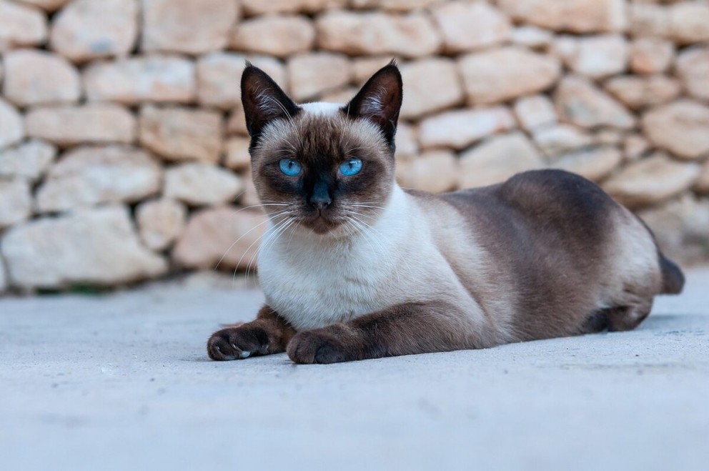 3 Pisica Siameza o pisica de rasa Siameza stand in pozitia culcat pe burta 3 Pisica Siameza o pisica de rasa Siameza stand in pozitia culcat pe burta