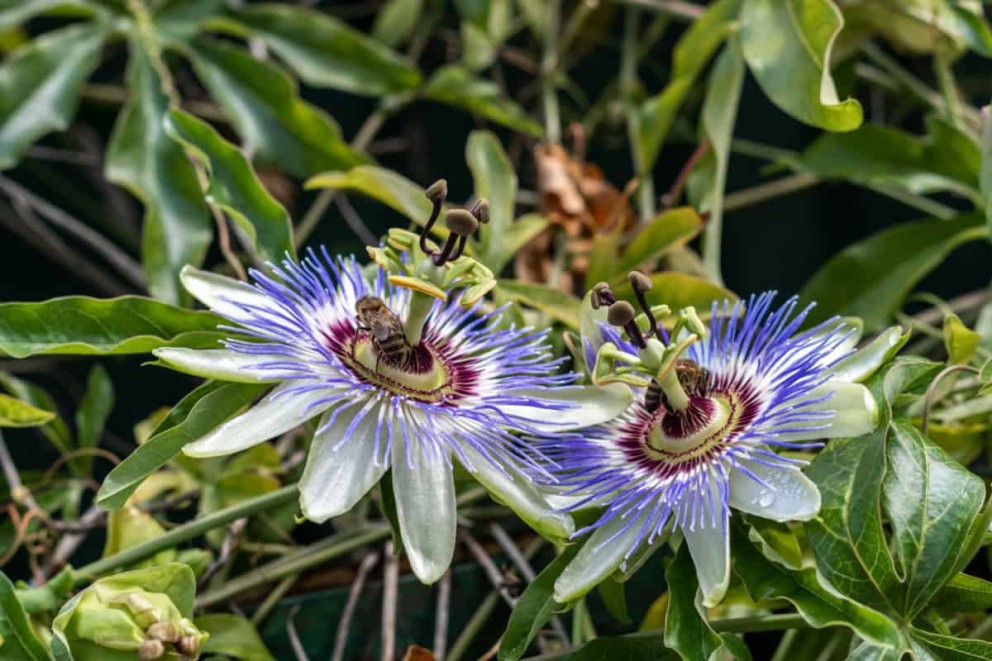 Probleme comune pentru Passiflora Probleme comune pentru Passiflora