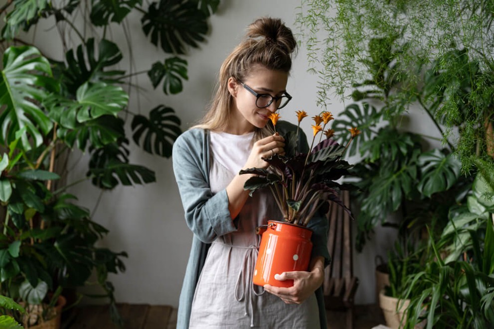 Care sunt principalele aspecte de reținut pentru îngrijirea cu succes a plantei Calathea? Care sunt principalele aspecte de reținut pentru îngrijirea cu succes a plantei Calathea?