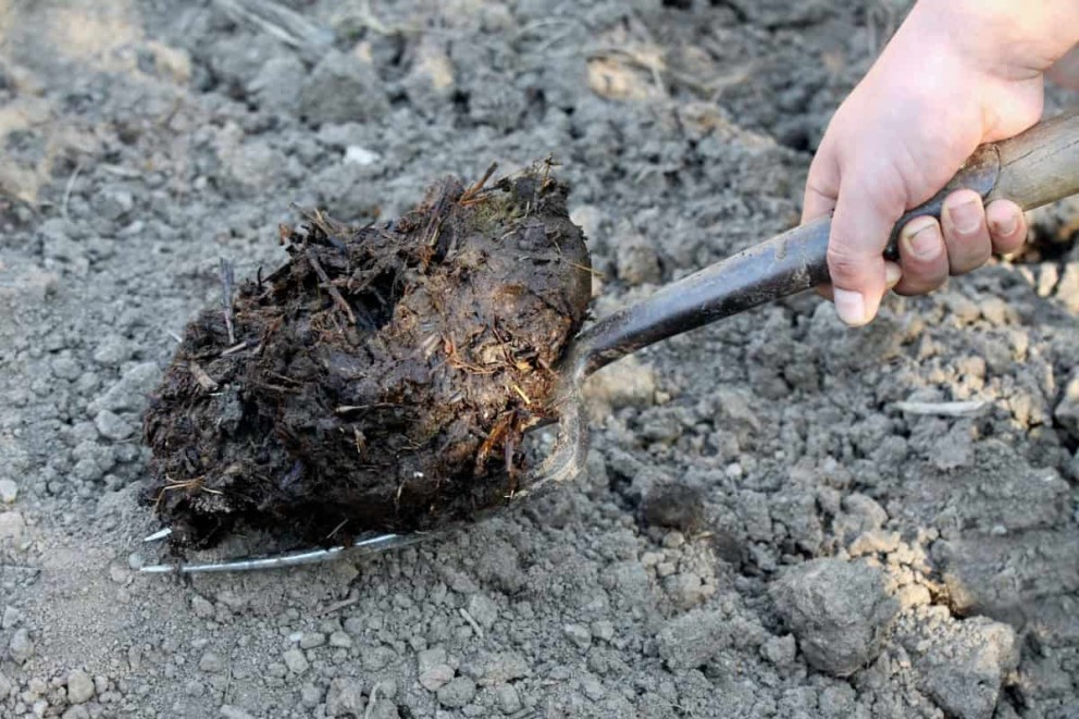 Dezinfectanți naturali pentru solul din grădină Dezinfectanți naturali pentru solul din grădină