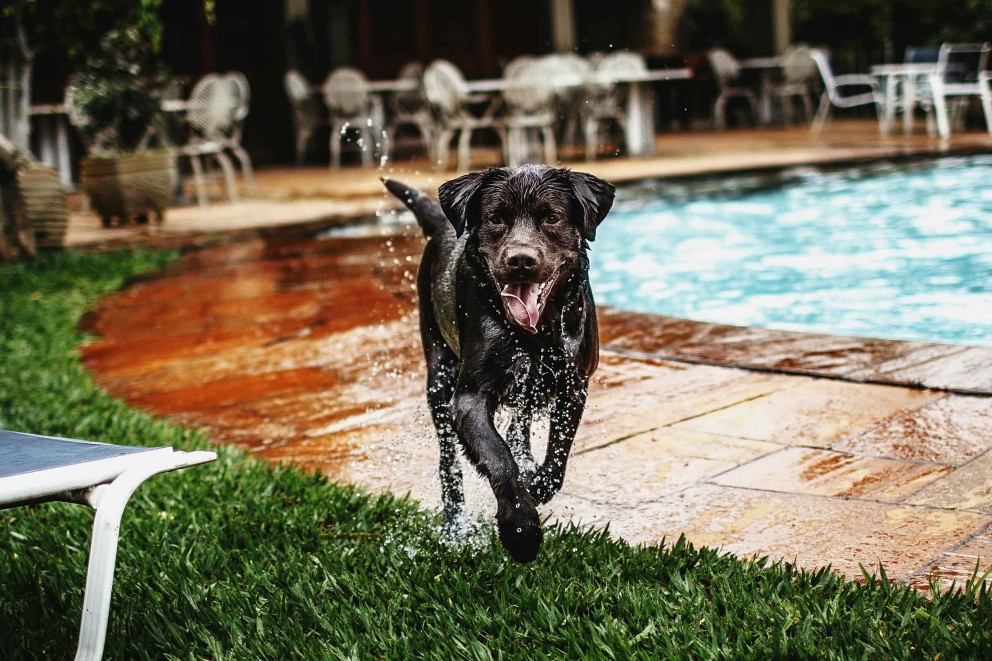 Labrador Retriever 9 Labrador Retriever 9