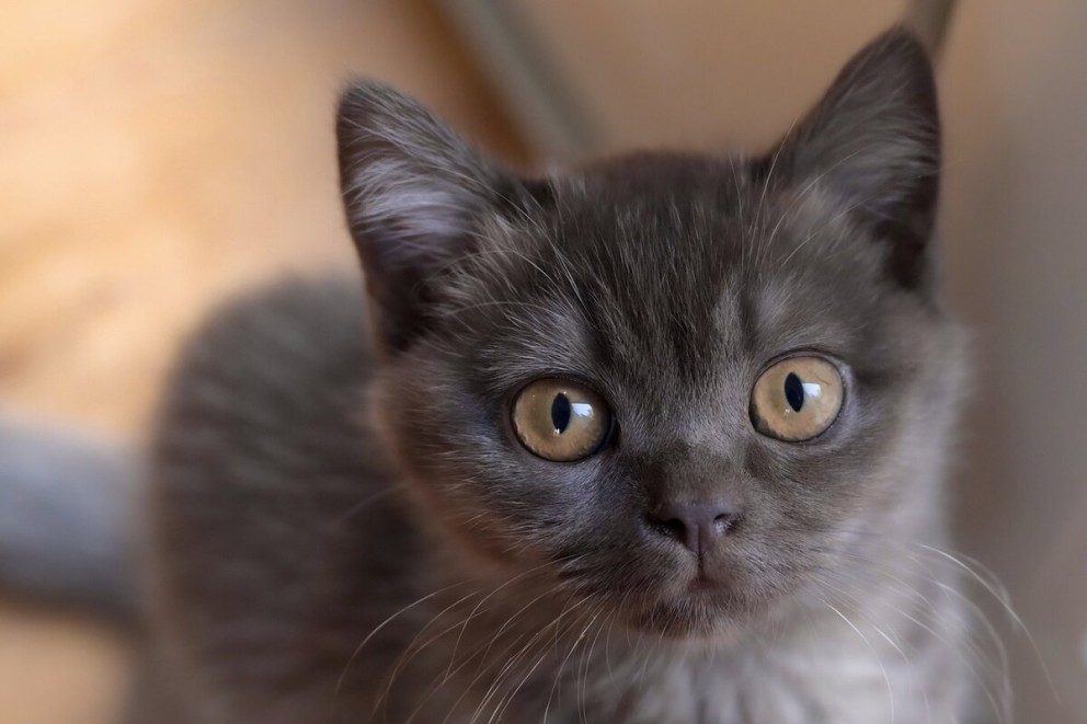 4 British Shorthair un pui de pisica British Shorthair privind atent 4 British Shorthair un pui de pisica British Shorthair privind atent